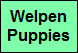 Welpen
Puppies