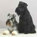 schnauzer9